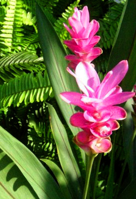 curcuma-ginger